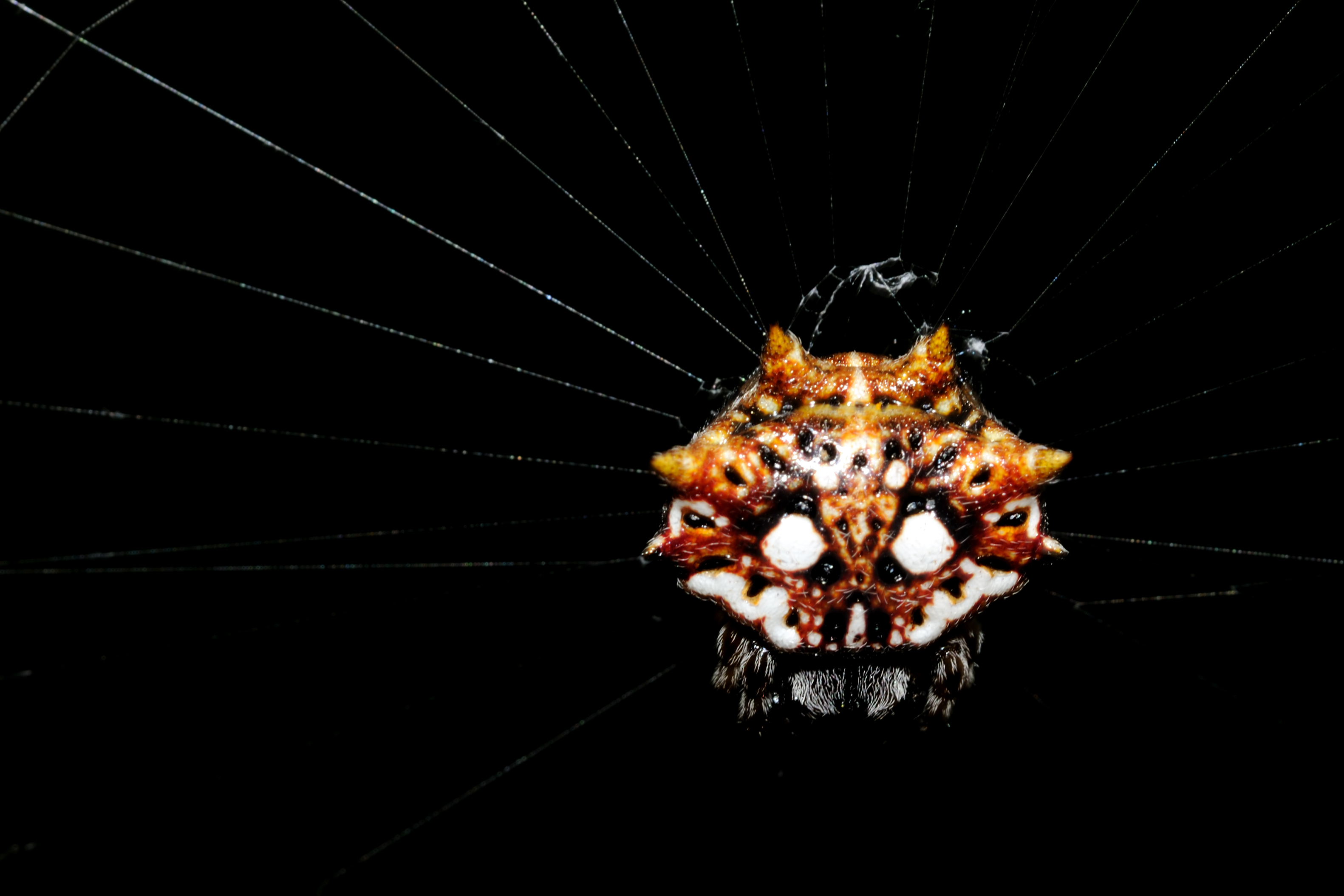 Asian Spiny Backed Spider