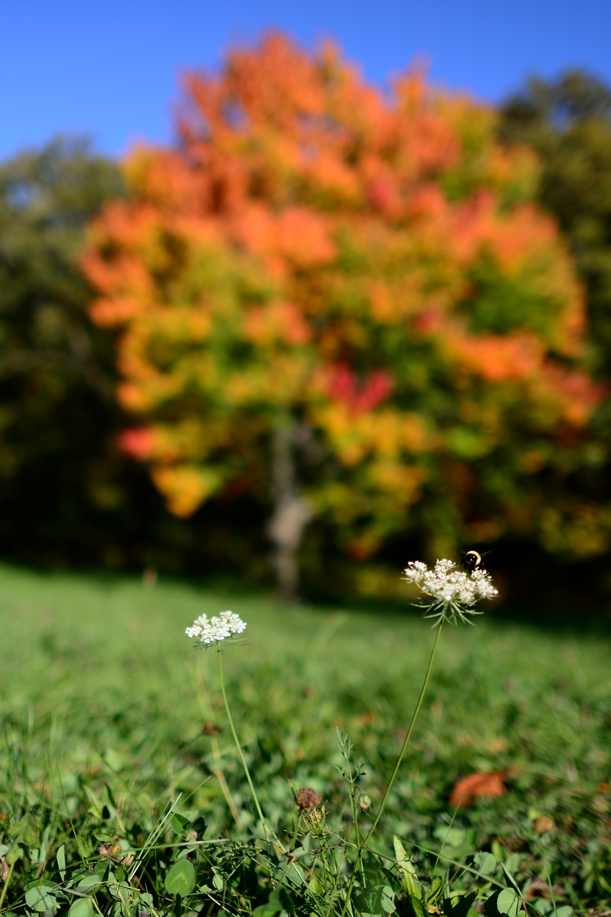 Fall colors and Queen Annes Lace with a Bumble Bee