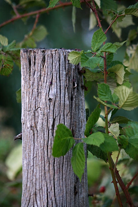 Fence Post