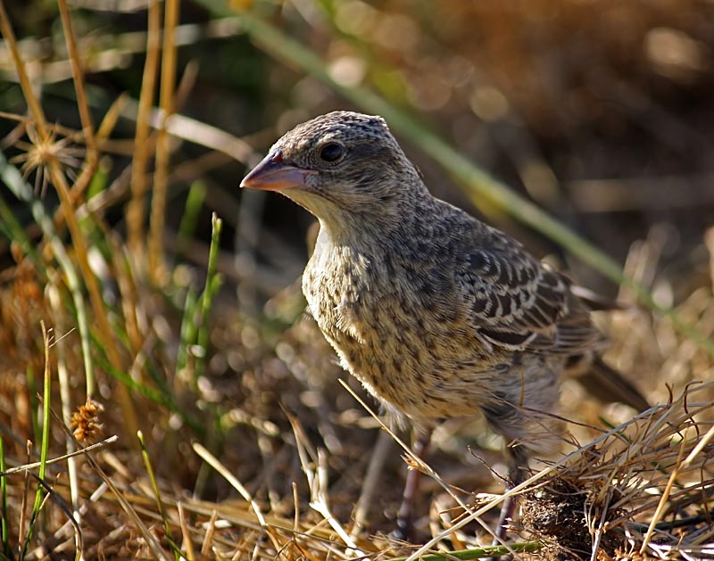 TBB- Tiny Brown Bird