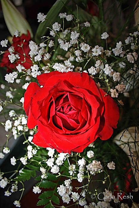 The Rose