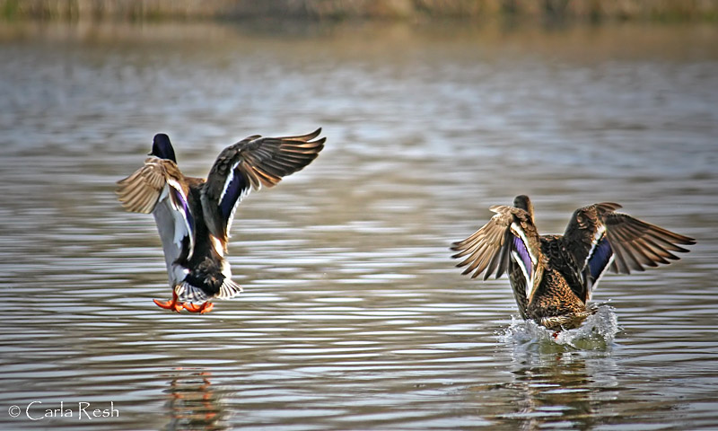 In Coming.....Landing Gear Down.....