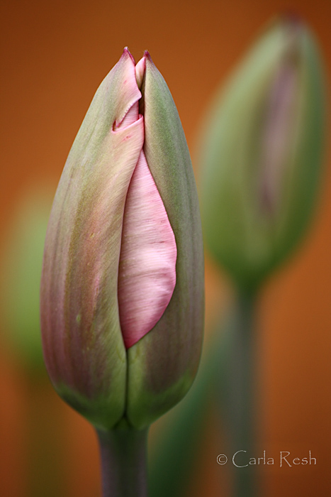 Tulip