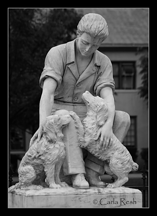 A boy and his dogs.....