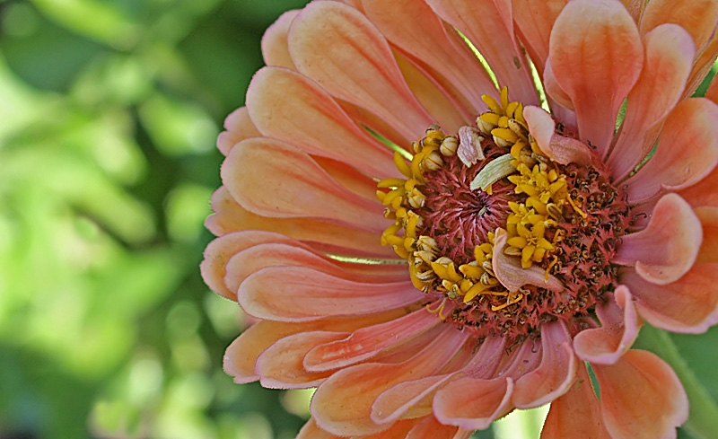 Apricot Flower