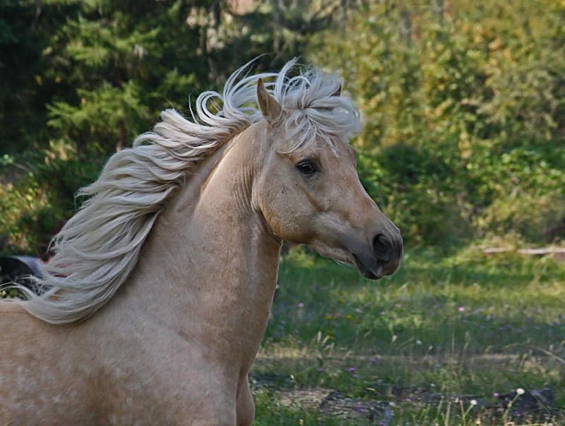 Wind in my Mane......