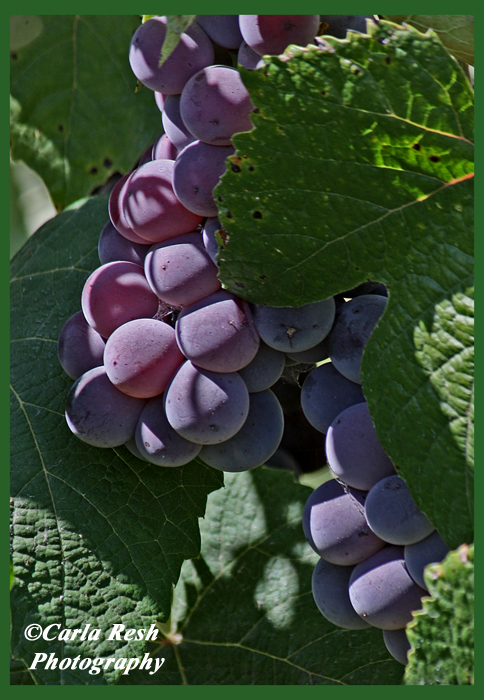 Grapes any one?