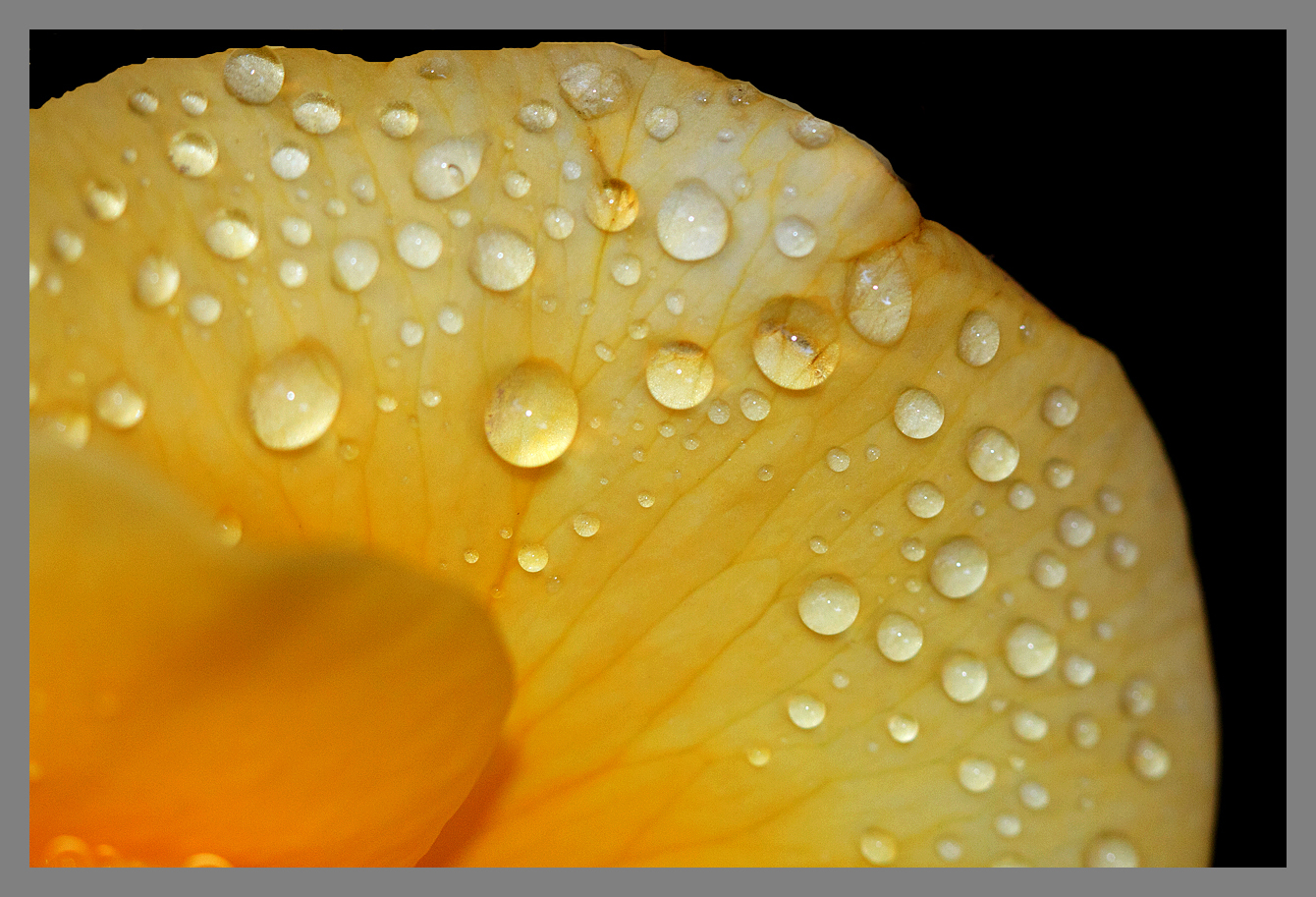 Drops of water on  Rose