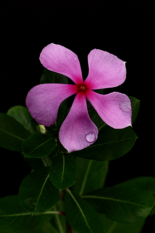 Rain drop on Periwinkle