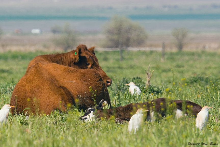 Cattle Egrets 05_09_09.jpg