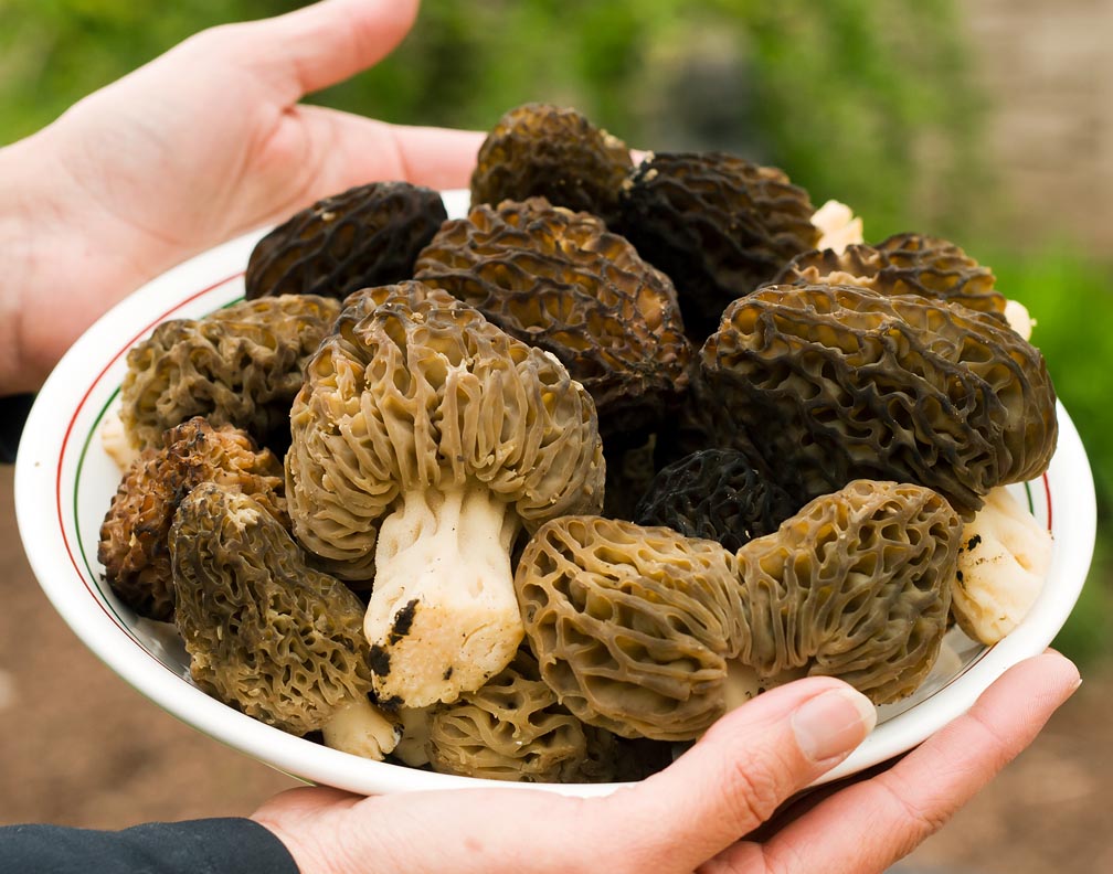 Black Morels 05_26_11.jpg