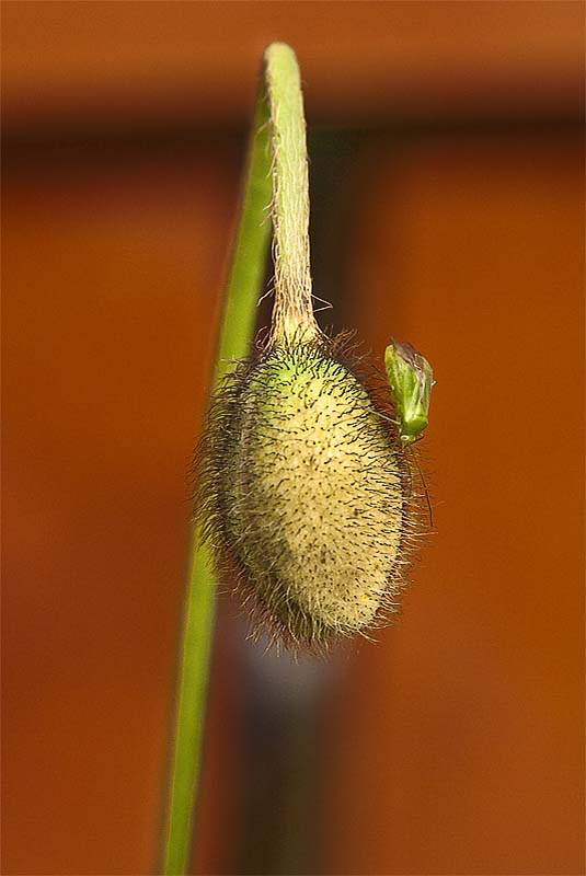 Aphid and Poppy