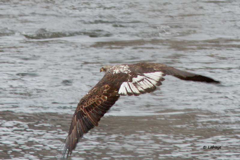 Pygargue  tte blanche / Juv / Bald Eagle