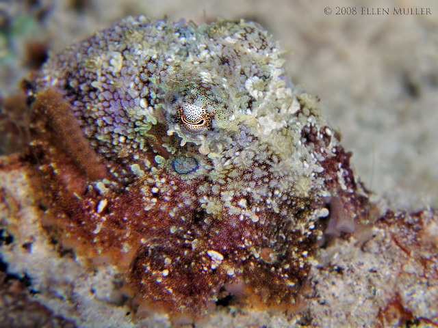 Two Spot Octopus