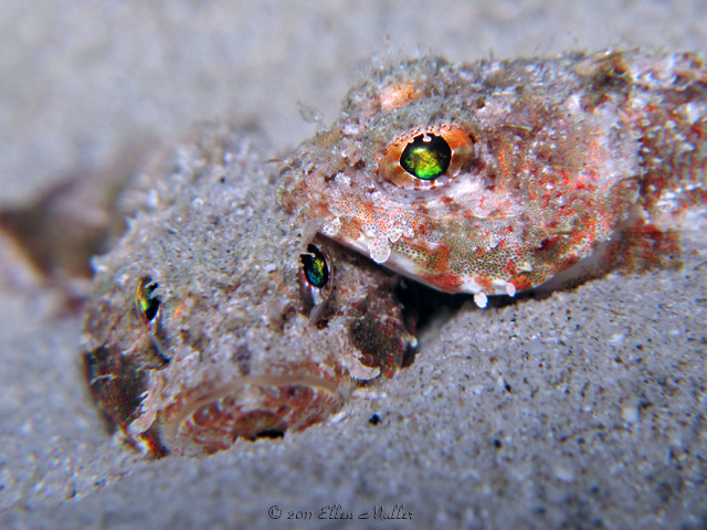 Scorpionfish Love