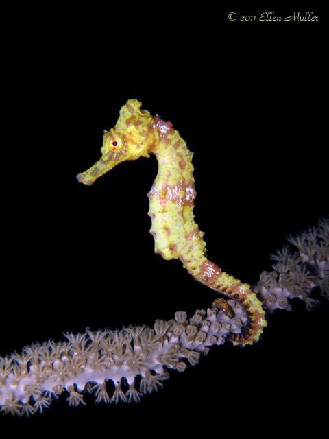 Baby Seahorse