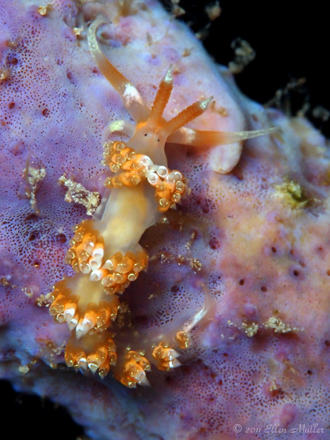 Longhorn Nudibranch