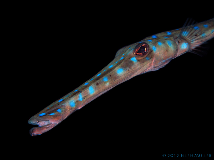 Cornetfish