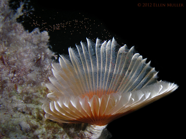 Split Crown Feather Duster Spawning