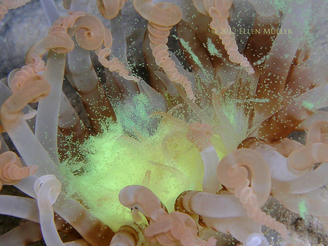 spawning tube-dwelling anemone