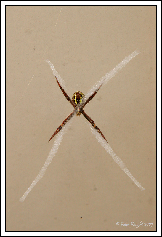 St Andrews Cross spider 0323_w.jpg