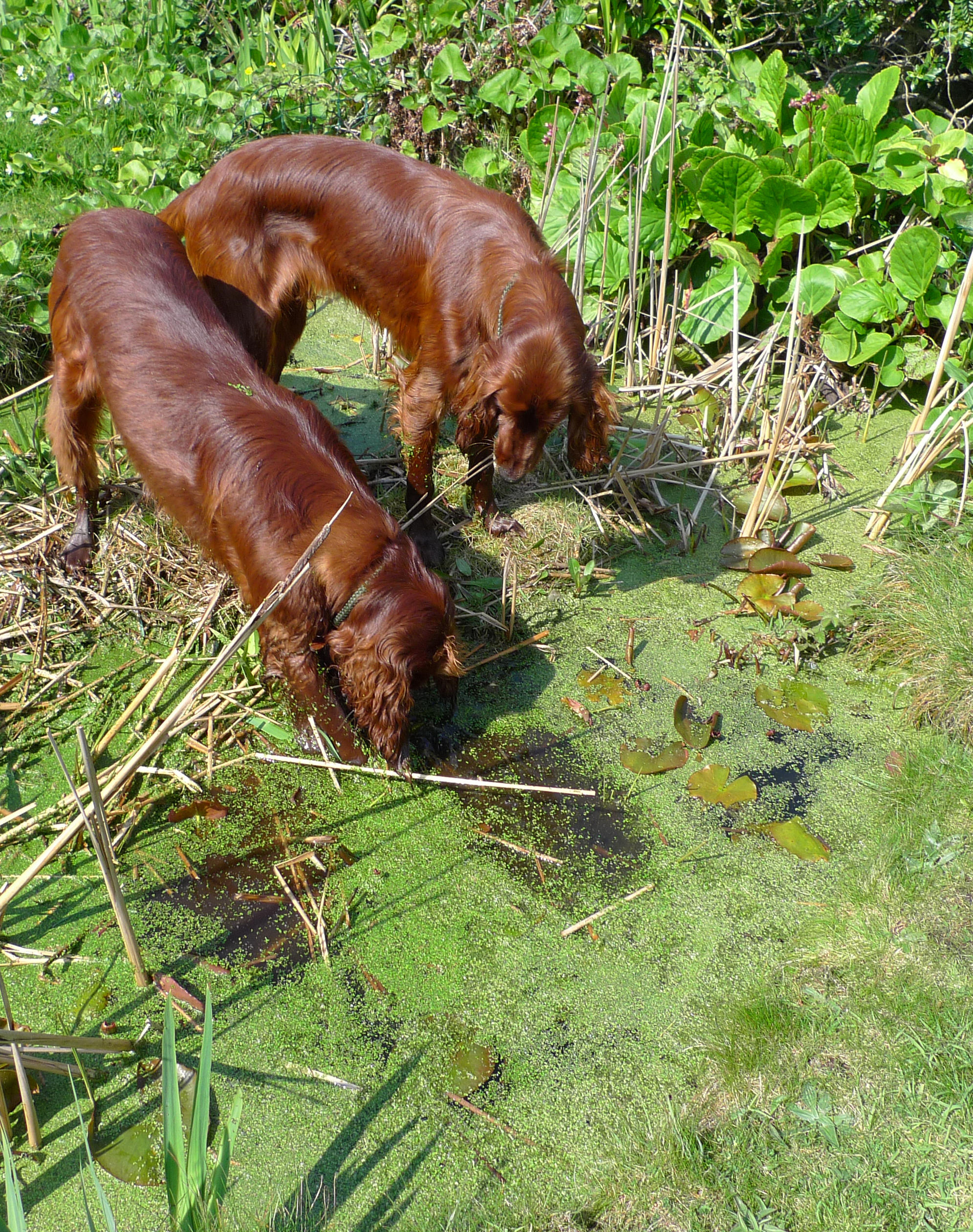 Thomas (left) & Rudhi in the Pond