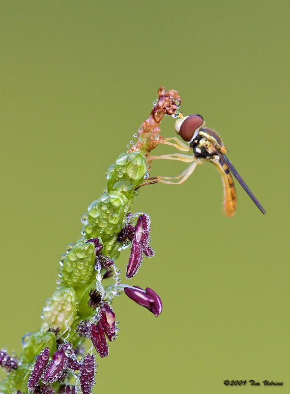 Hover Fly