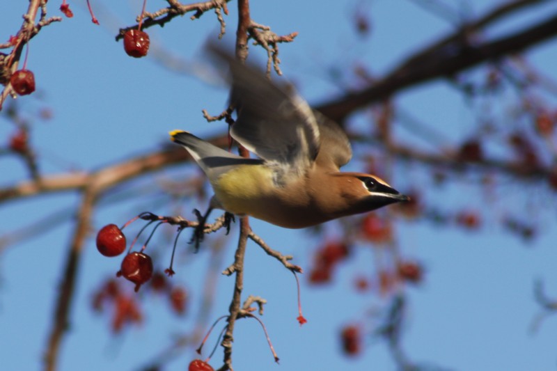 Cedar Waxwing