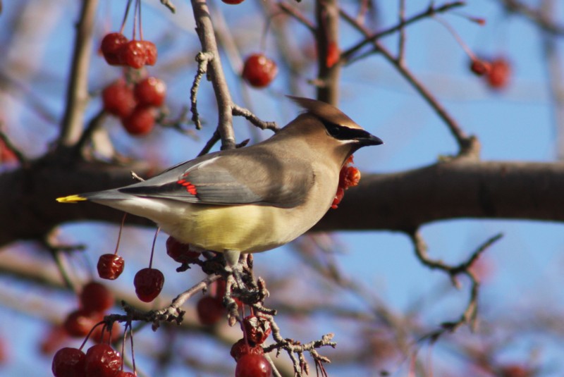 Cedar Waxwing