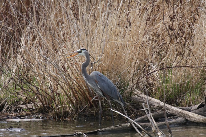 Great Blue Heron
