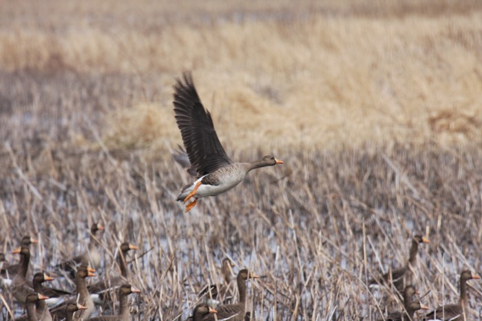 Greater white-fronted geese