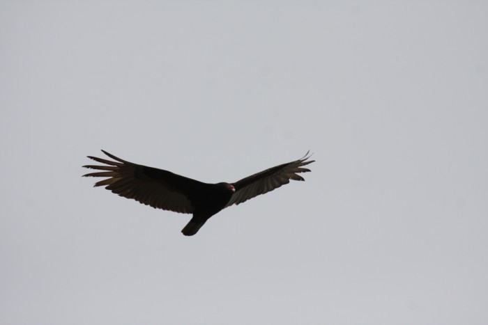 Turkey Vulture