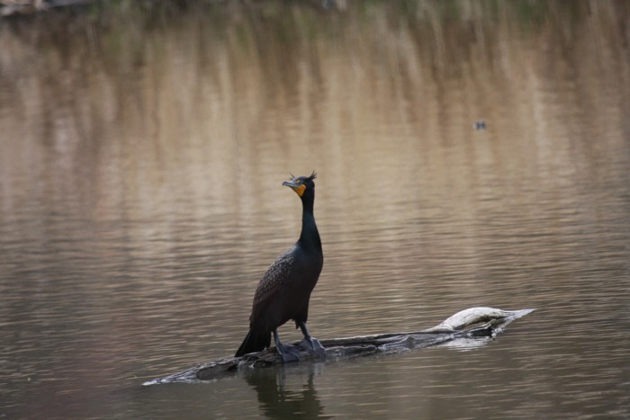 Double-crested Cormorant