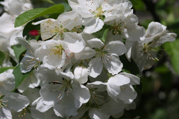 Crabapple