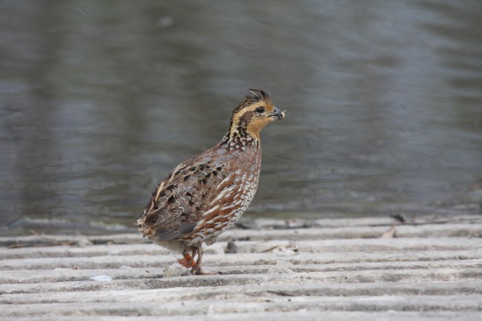 Northern Bobwhite (female)