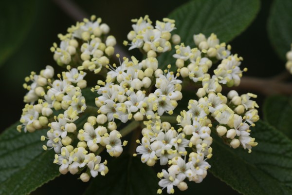 Alleghany Viburnum