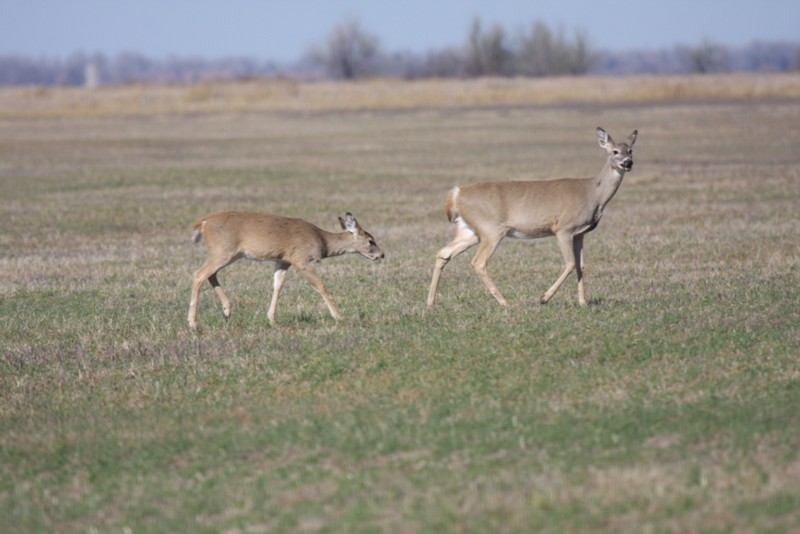 White-tailed deer