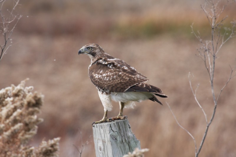 Red-tailed hawk