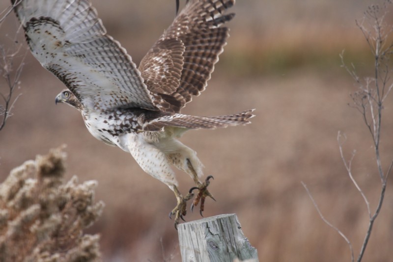 Red-tailed hawk