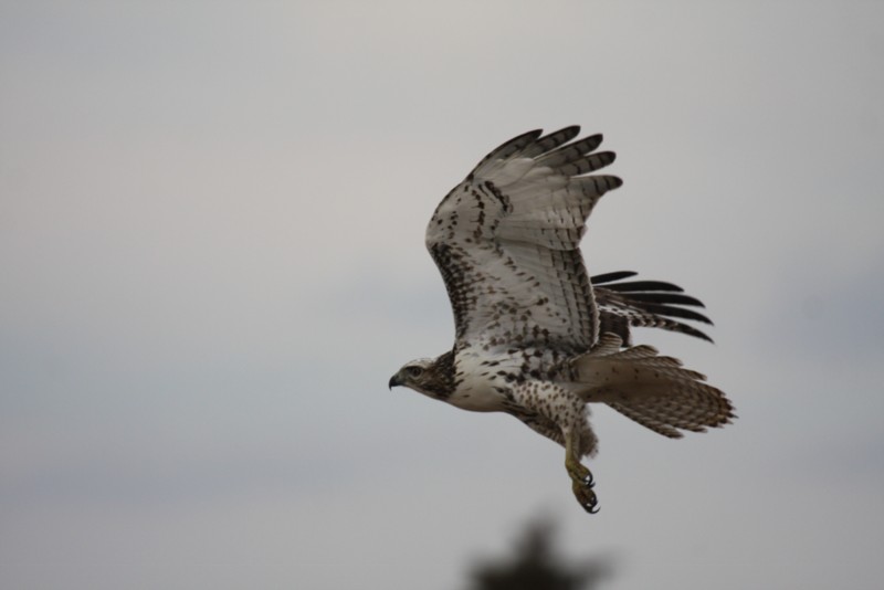 Red-tailed hawk