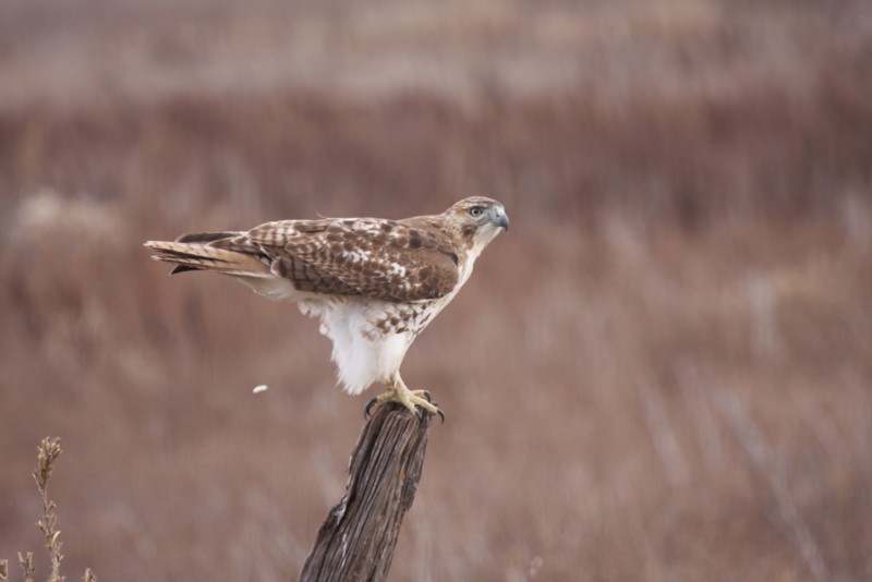 Red-tailed hawk