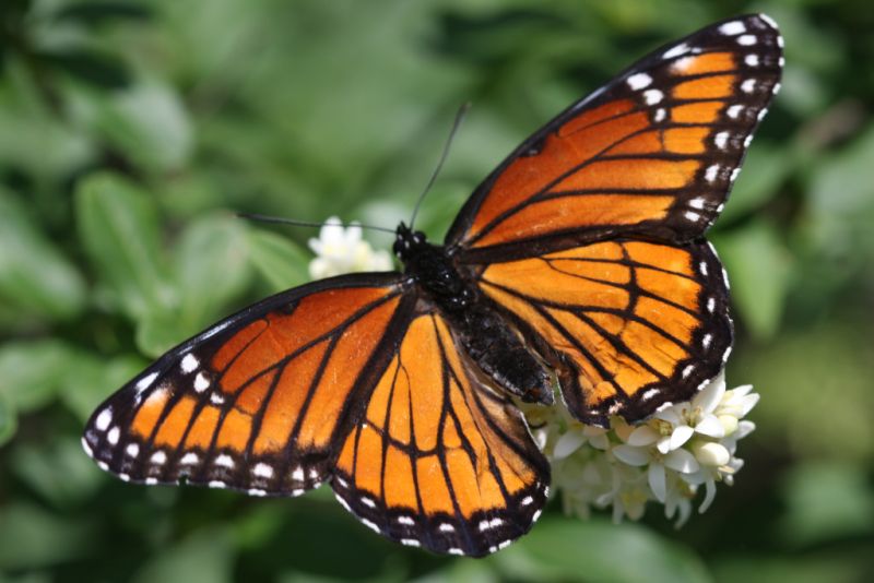 Viceroy
