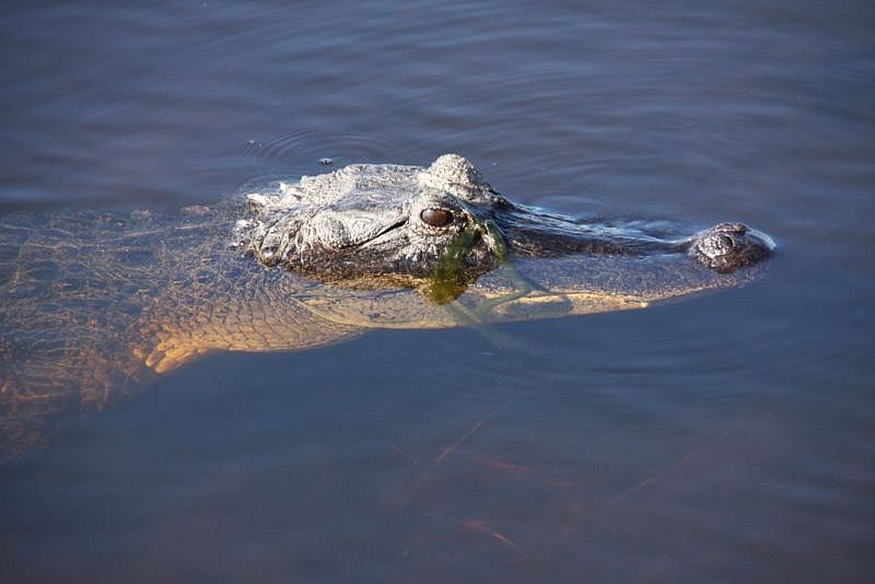 Alligator