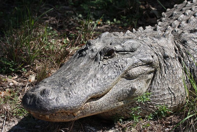 Alligator