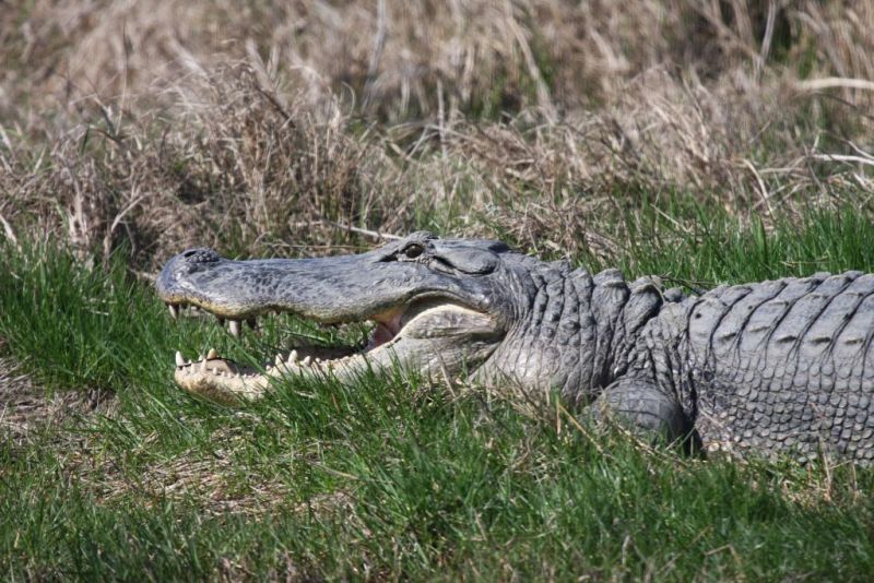 Alligator