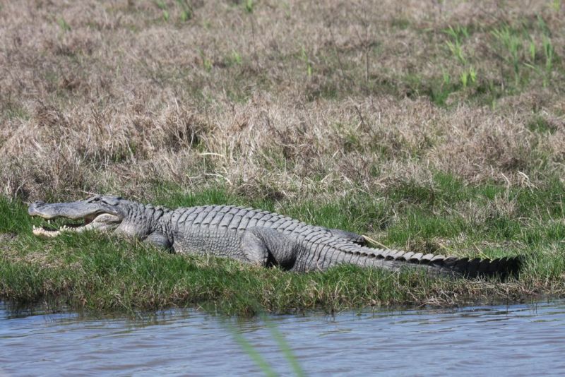 Alligator