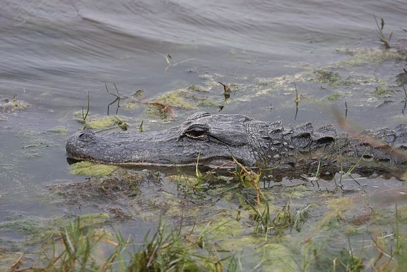 Alligator