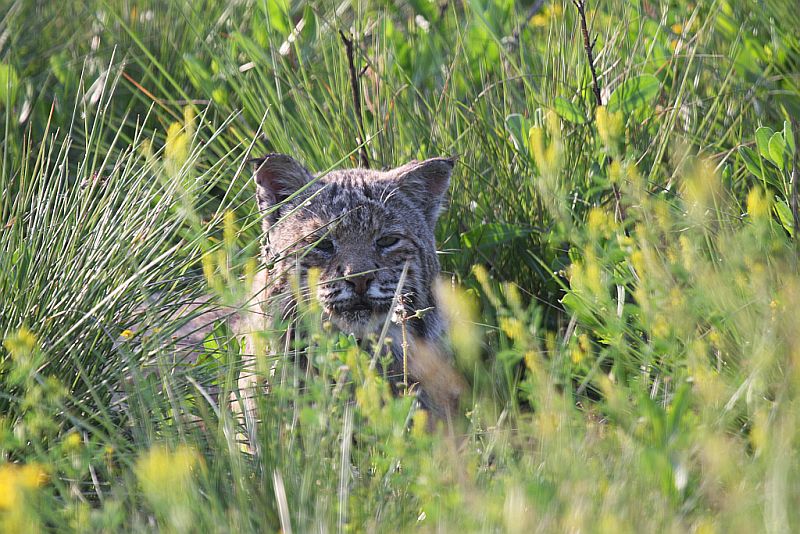 Bobcat