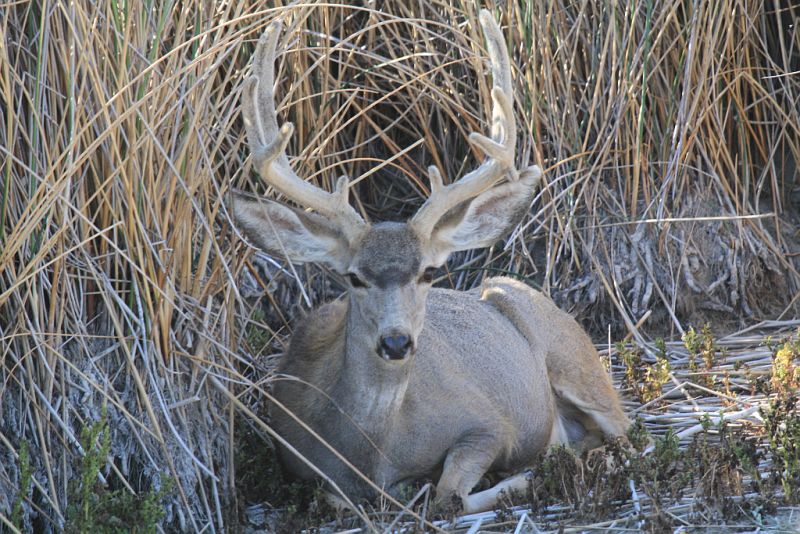 Mule deer