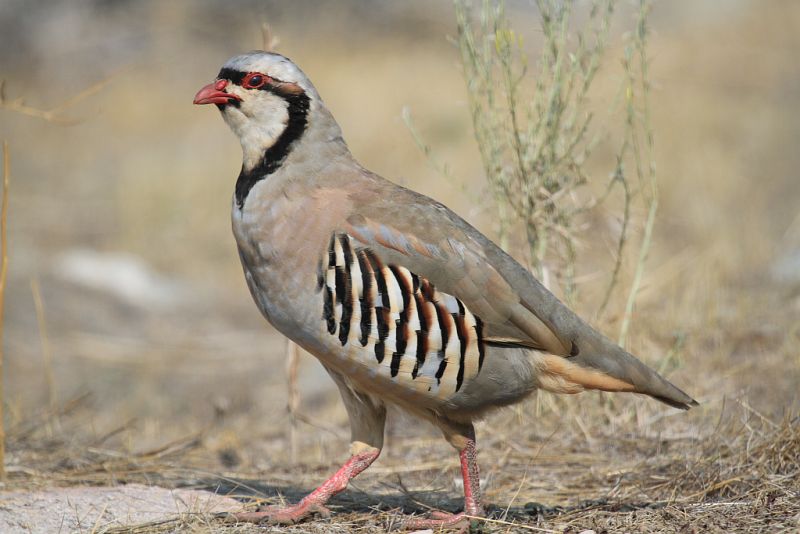 Chukar